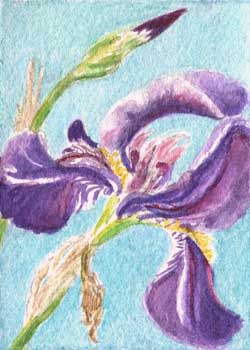 "Iris And Bud" by Claire Mangasarian, Madison WI - Watercolor